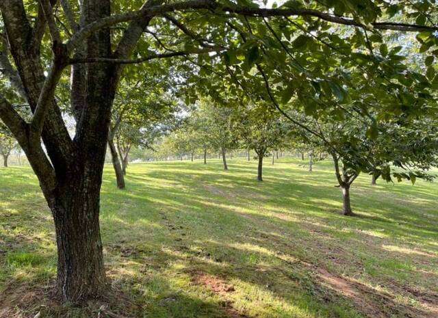 <p>A grove of chestnut trees at the Mountain Gentry Tree Farm in Olive Hill</p>
<p> A bumper crop of chestnuts.</p>
<p> A grove of chestnut trees at the Mountain Gentry Tree Farm in Olive Hill, Kentucky.</p>
<p>Photos courtesy of Mountain Gentry Tree Farm</p>