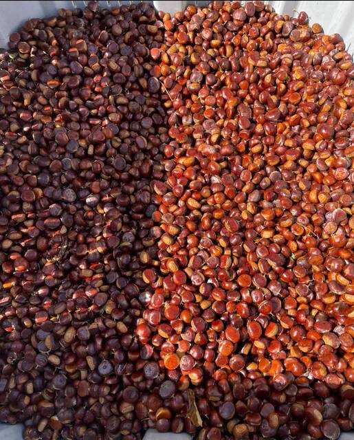 128458578_web1_Screenshot_20220429-100818_Facebook
A bumper crop of chestnuts.
A bumper crop of chestnuts.
A grove of chestnut trees at the Mountain Gentry Tree Farm in Olive Hill, Kentucky.
Photos courtesy of Mountain Gentry Tree Farm