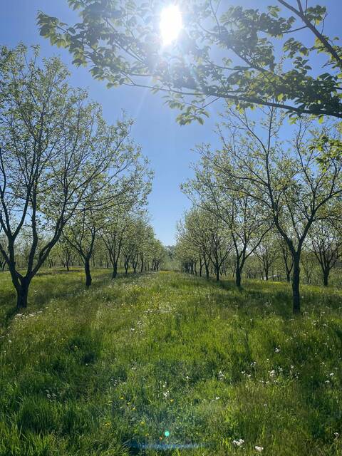 <p>Chestnut trees grow into pretty shade trees that produce tasty chestnuts.</p>
<p>Chestnut trees grow into pretty shade trees that produce tasty chestnuts.</p>
<p>Photo courtesy of Mountain Gentry Tree Farm</p>