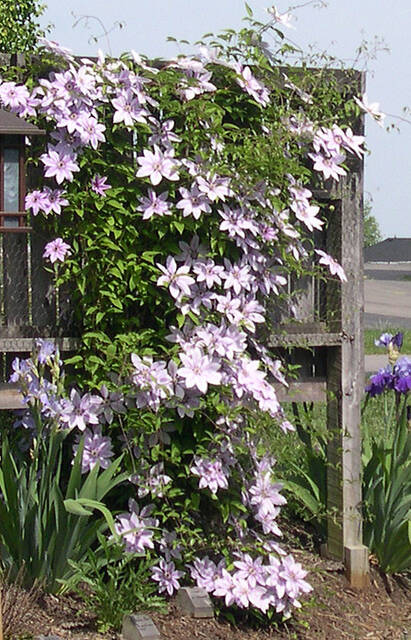 Clematis needs sun but wants its roots in cool, moist shade.