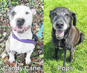 Wagging Tales from Mason County Animal Shelter