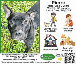 Wagging Tales from Mason County Animal Shelter