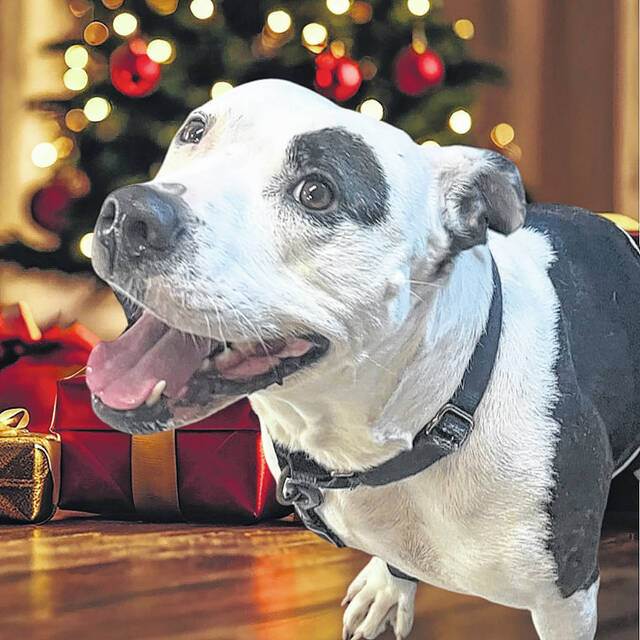 131998832_web1_Noelle-Christmas-Pic