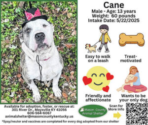 Wagging Tales from Mason County Animal Shelter