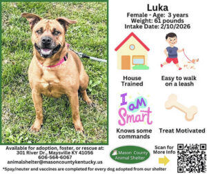 Wagging Tales from Mason County Animal Shelter