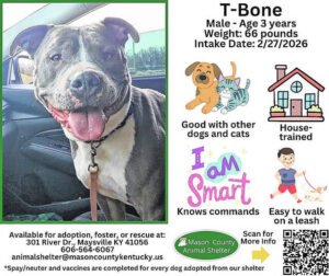 Wagging Tales from Mason County Animal Shelter