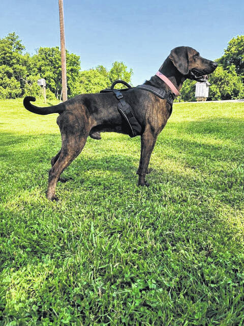 Wagging Tales from Mason County Animal Shelter